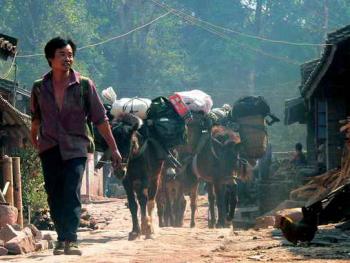 云南驮茶进京大马帮